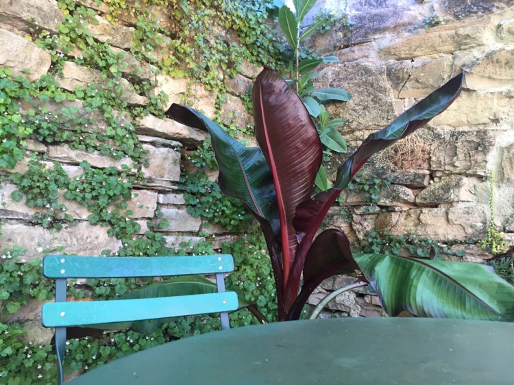 IMG_2520 Jardin des paradis - bananier - ensete ventricosum maurelii - mur - pierre - salon de jardin-Edit tout sur les bananiers