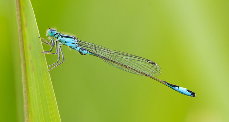 ischnura elegans : demoiselles