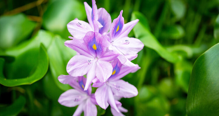 calendrier lunaire 2 juillet