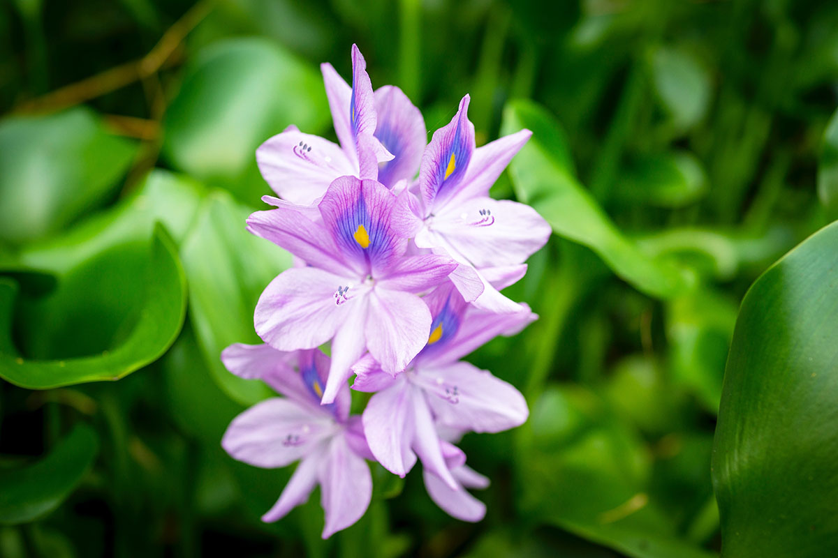 calendrier lunaire 2 juillet