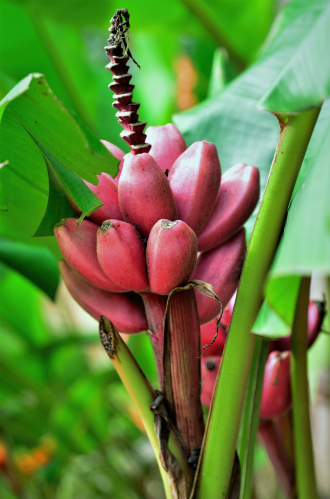 Musa velutina - banane rose - NancyAyumi -Edit Tout sur les bananiers
