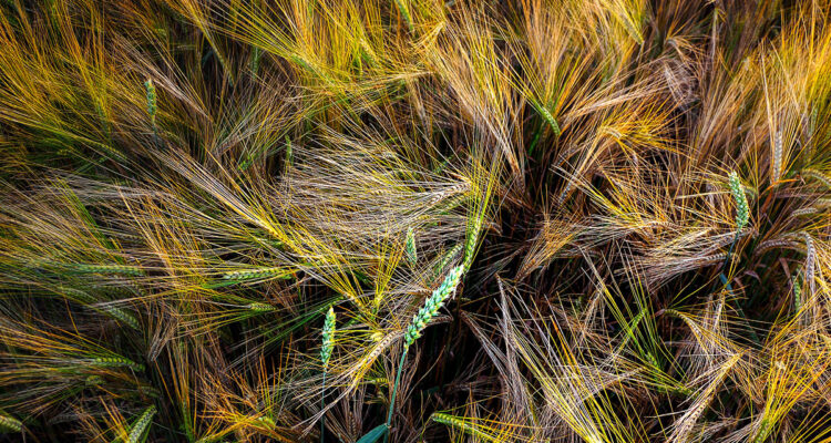 calendrier lunaire 6 juillet