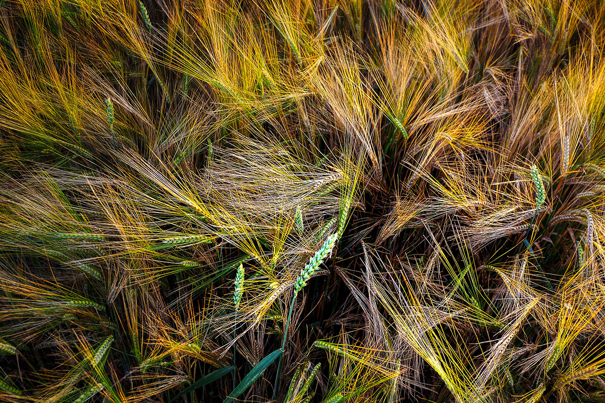 calendrier lunaire 6 juillet