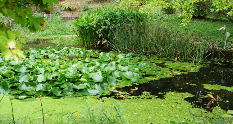 nymphea, lentille d'eau : plantes d'eau
