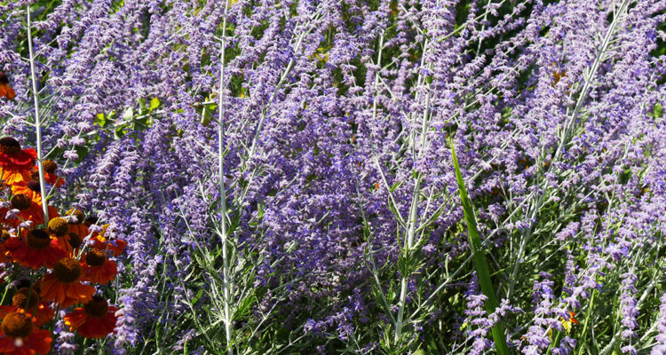 perovskia : arbustes qui résistent à la sécheresse