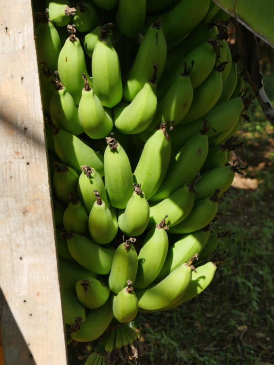 P1290484 Liban - banane - bananier-Edit tout sur les bananiers