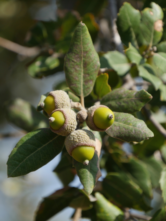 P1350185 Sicile - jardin San Gregorio di Catania - quercus - ilex-Edit Quercus ilex
