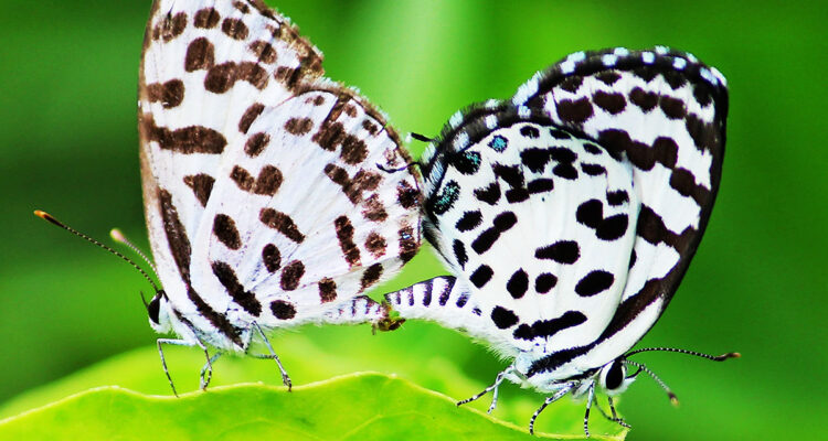 papillons