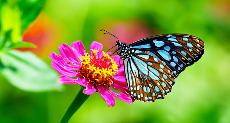 papillon sur zinnia
