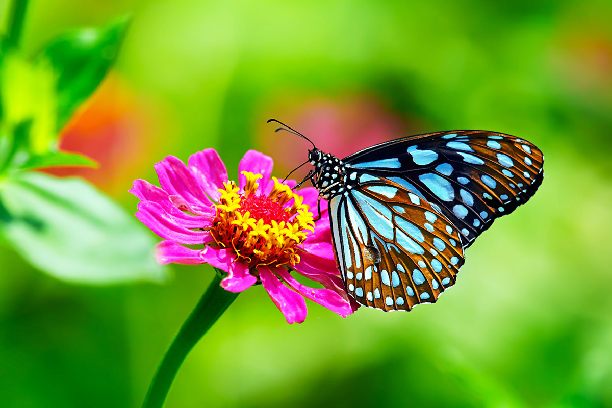 papillon sur zinnia