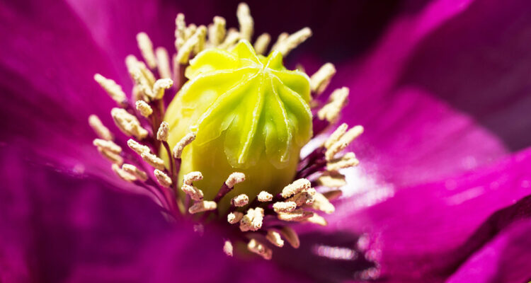 papaver