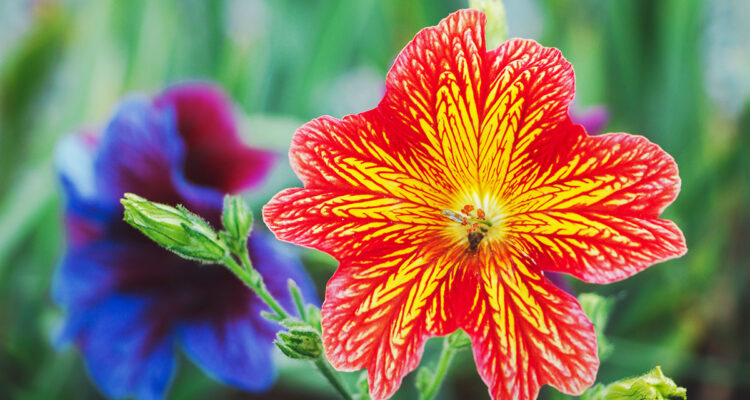 salpiglossis