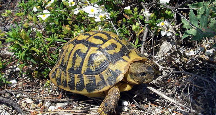 tortue d'Hermann
