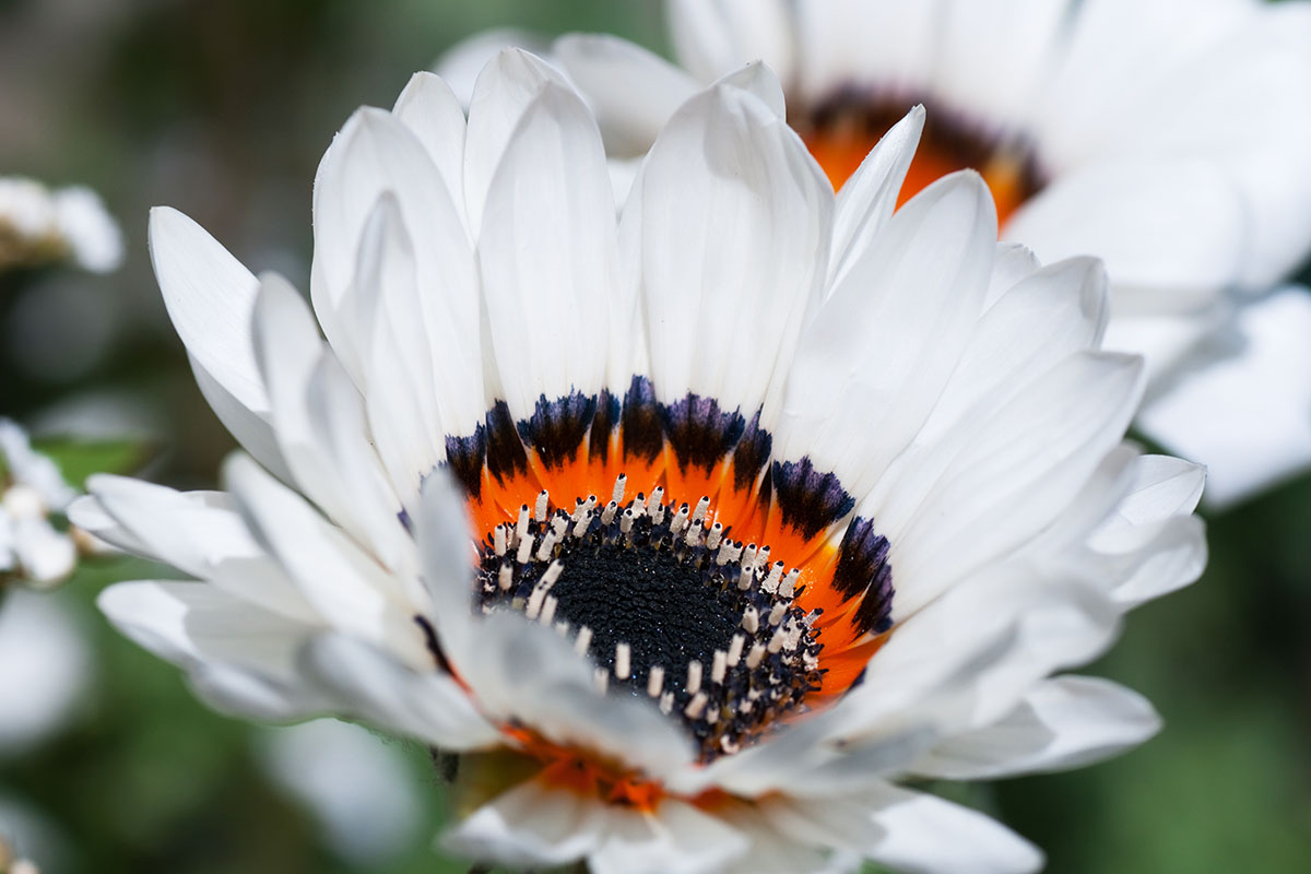 calendrier lunaire du 12 juillet