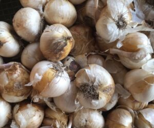 Bulbes d'Allium christophii ©Isabelle Morand bulbes Allium christophii