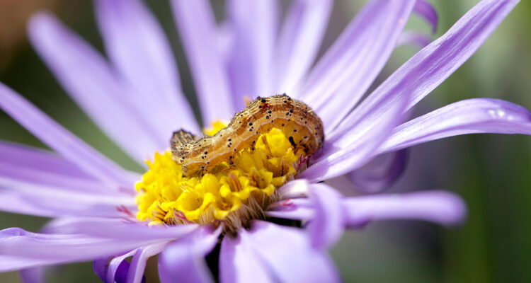 chenille dans fleur