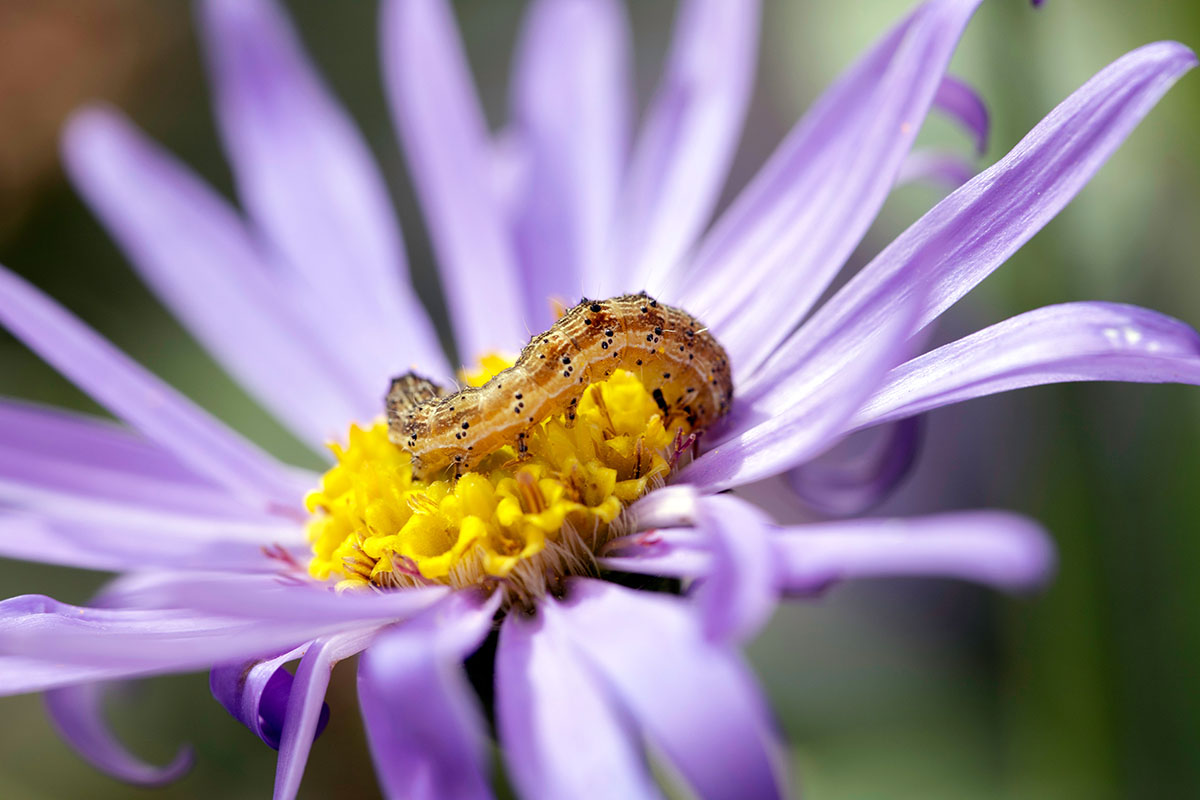chenille dans fleur