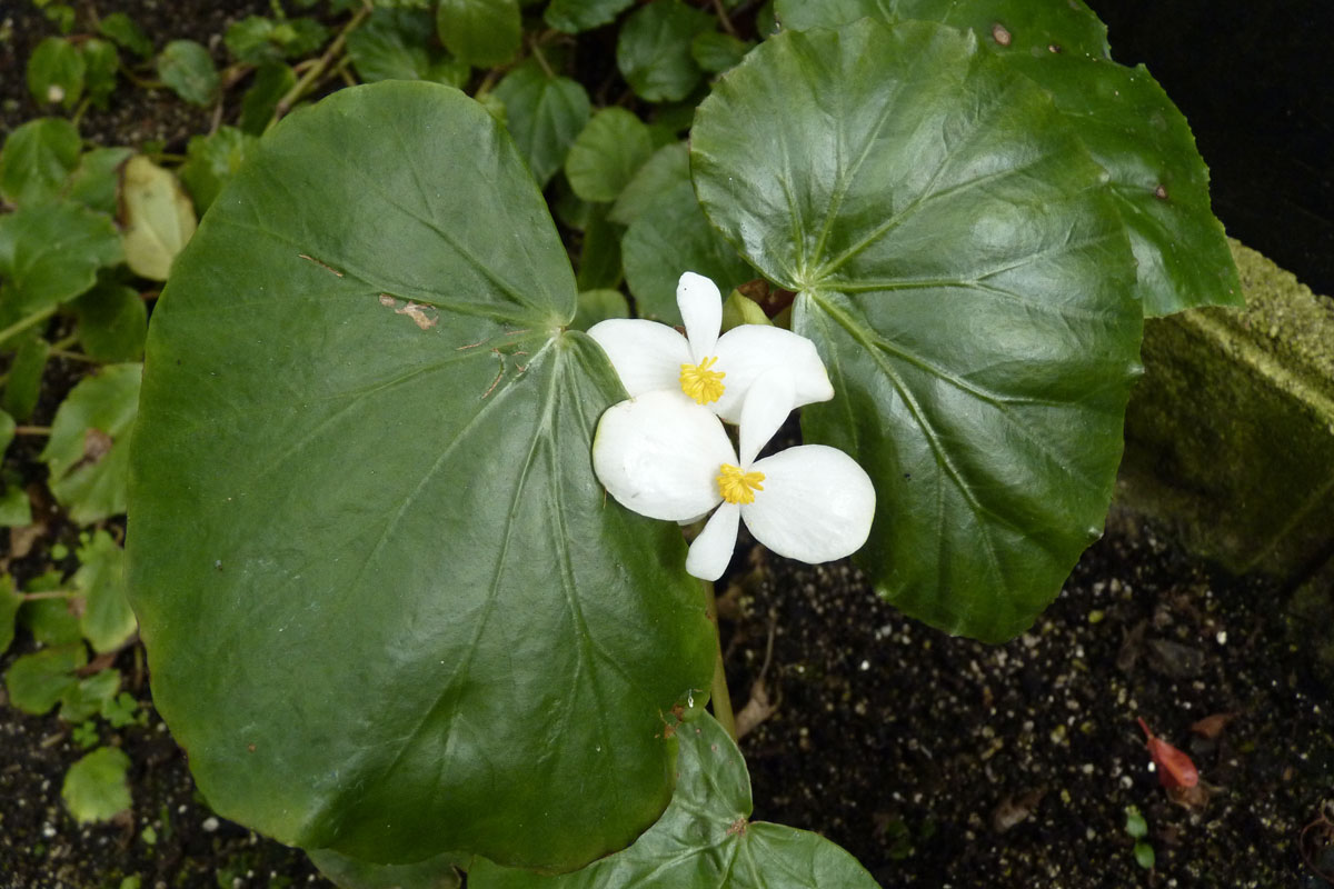 bégonias