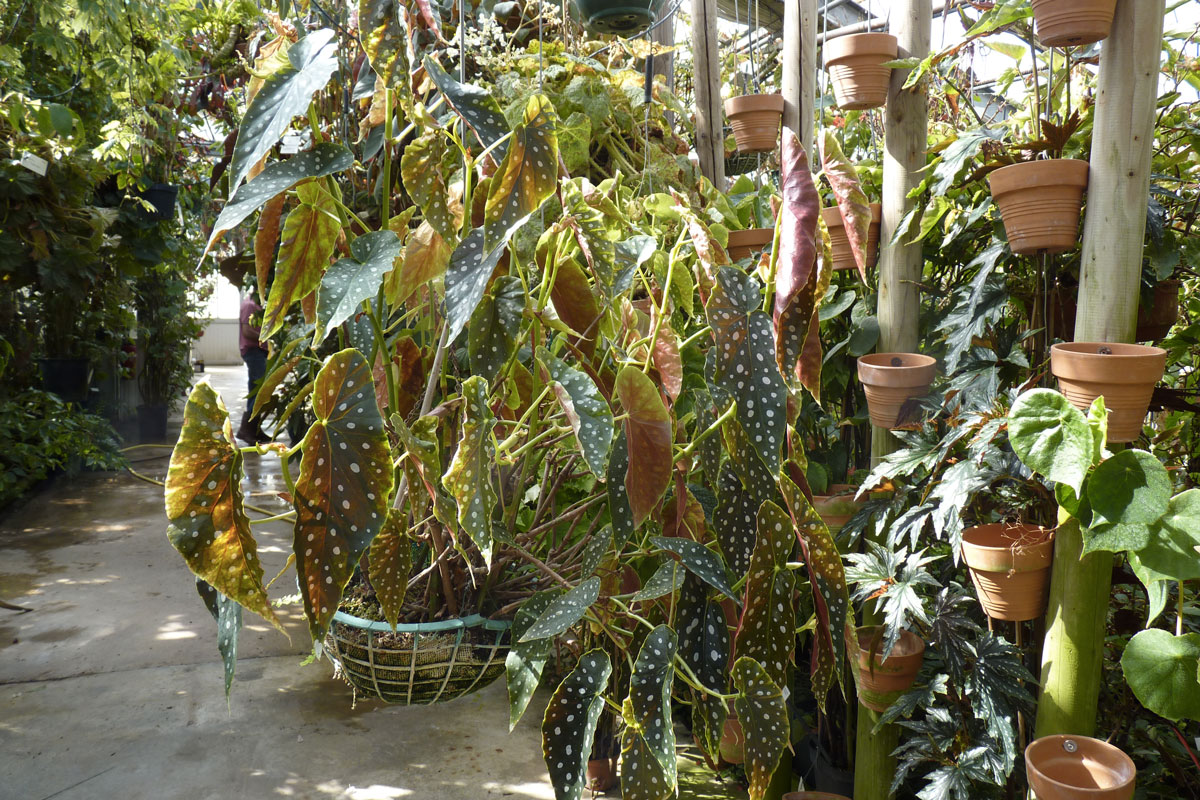 bégonias