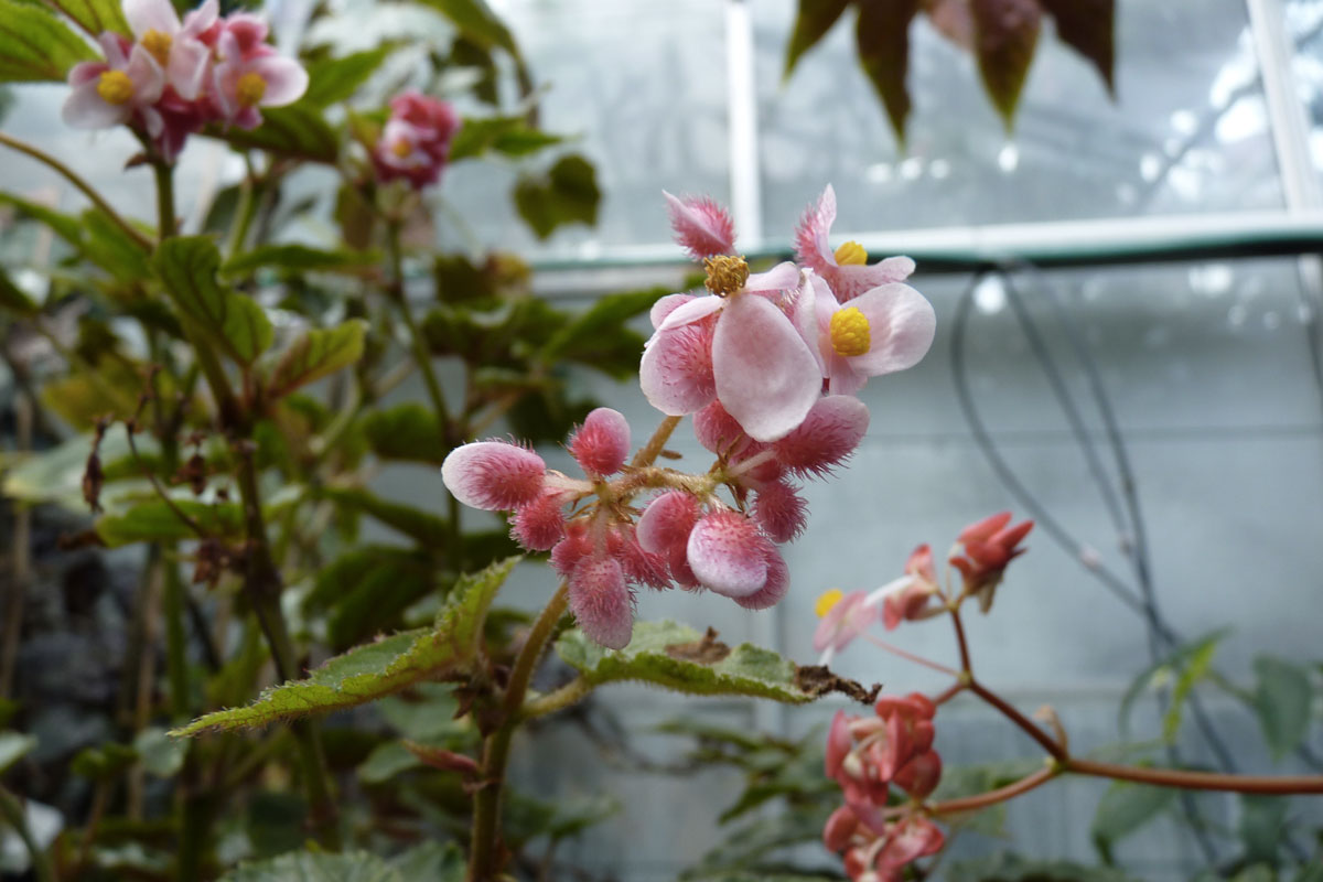 bégonias