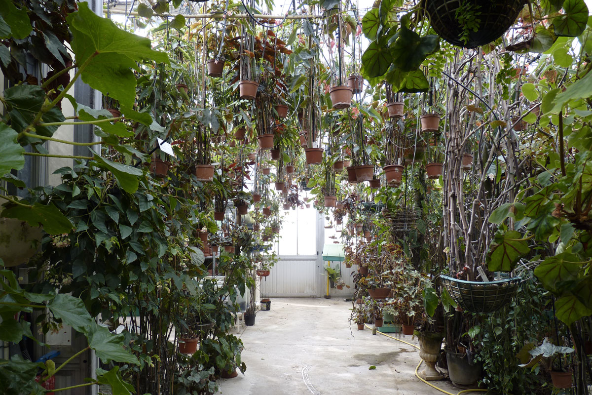 bégonias