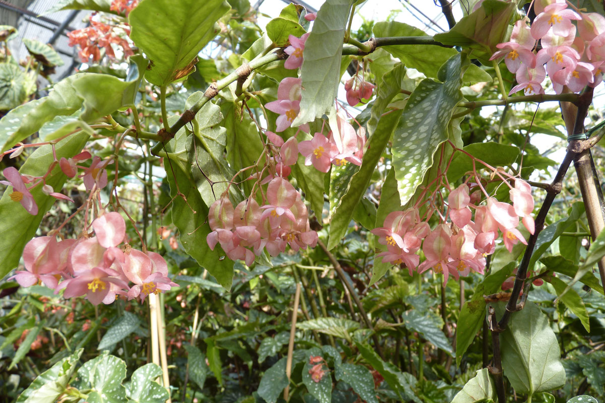 bégonias
