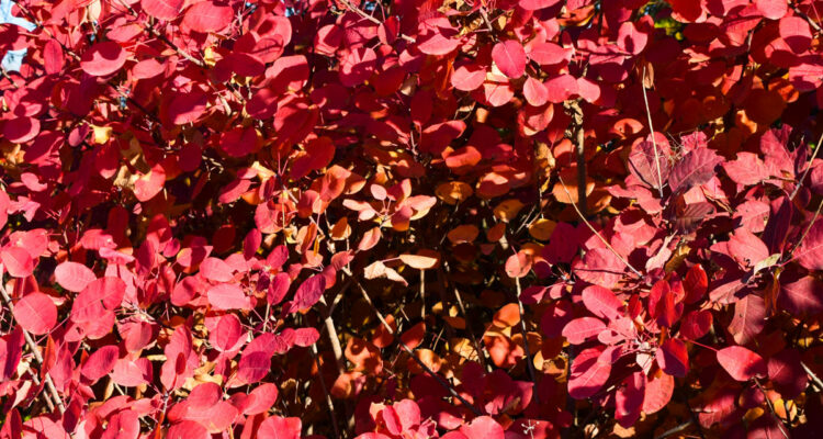 Cotinus - arbre à perruque