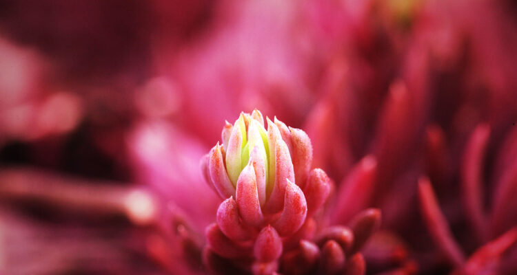 sedum