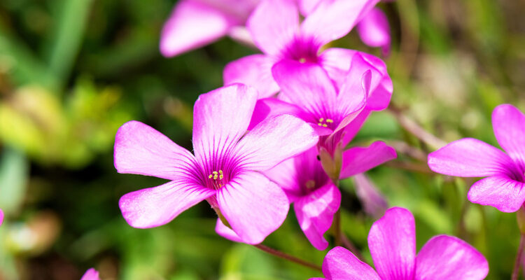 geranium