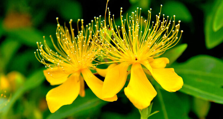 calendrier lunaire du 20 aout