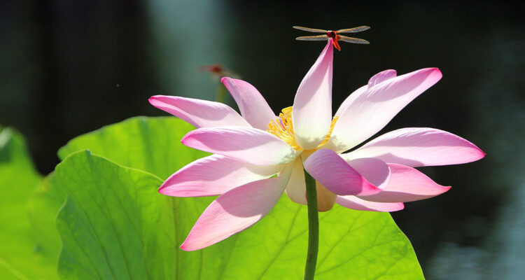 Lotus et libellule