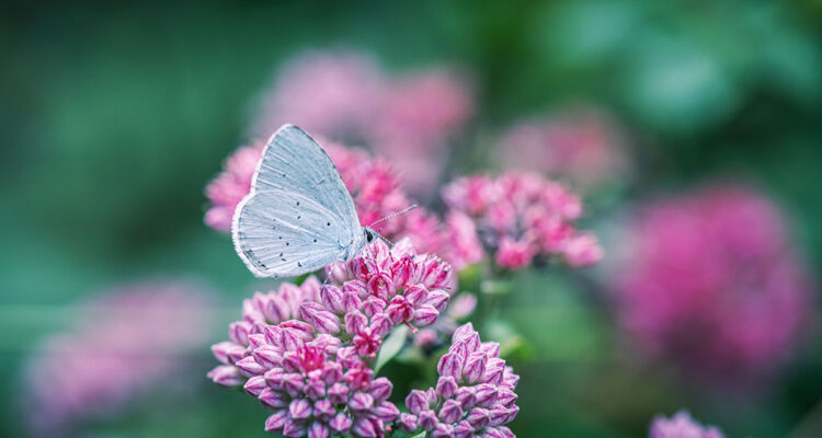 papillon sur sedum