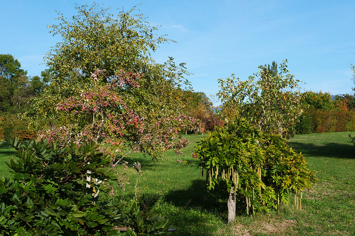 Sorbier et Glycine