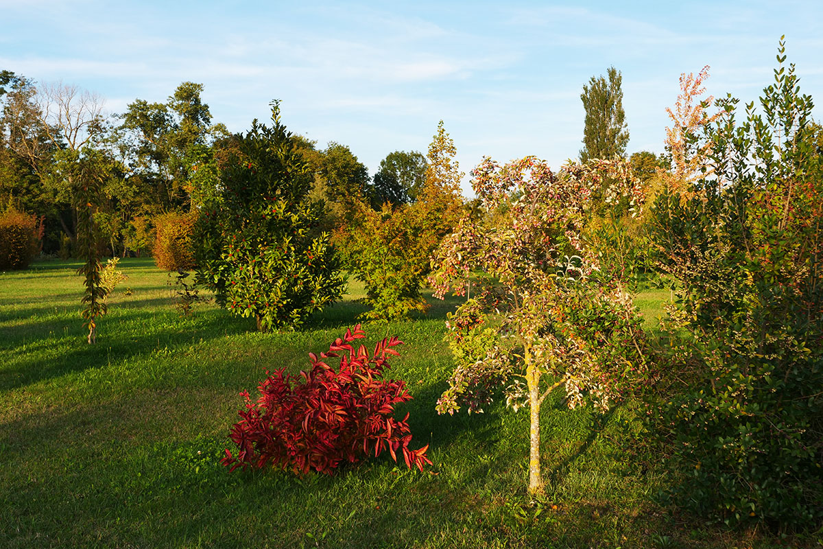 Weigela et sorbier