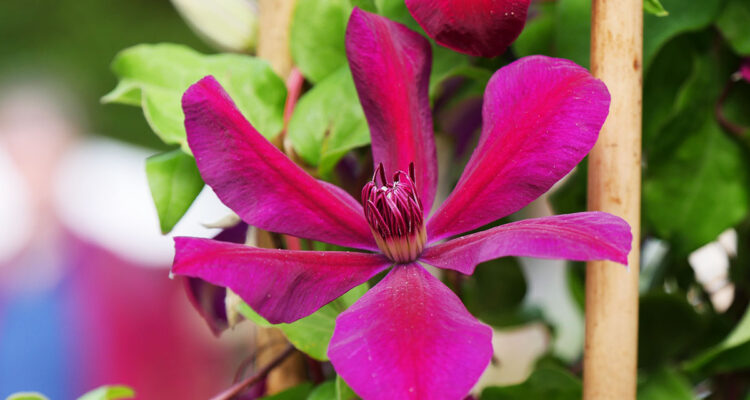 clématite 'Westerplatte'