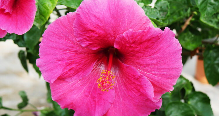 Hibiscus