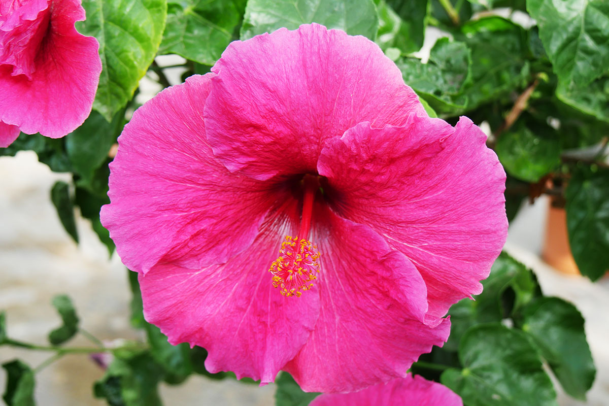 Hibiscus