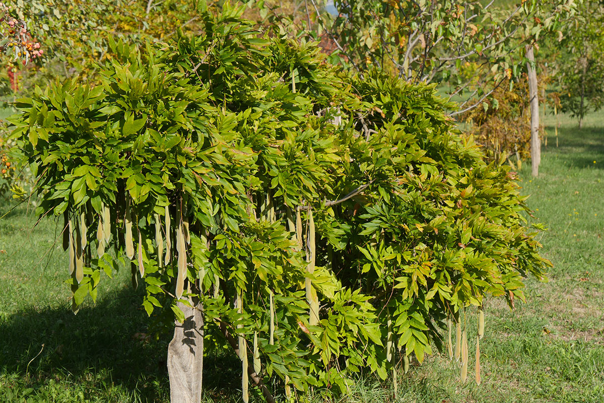 Glycine