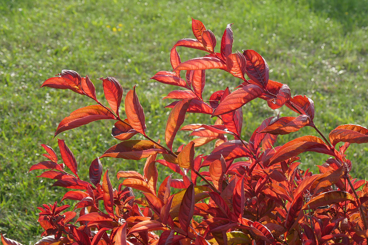 Weigela 'Wings of fire'