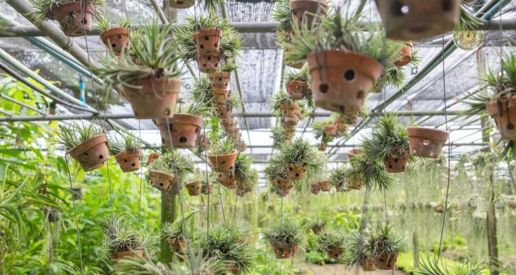 Tillandsias
