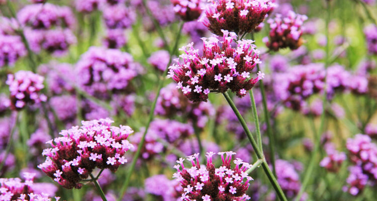 Verbena buenarensis