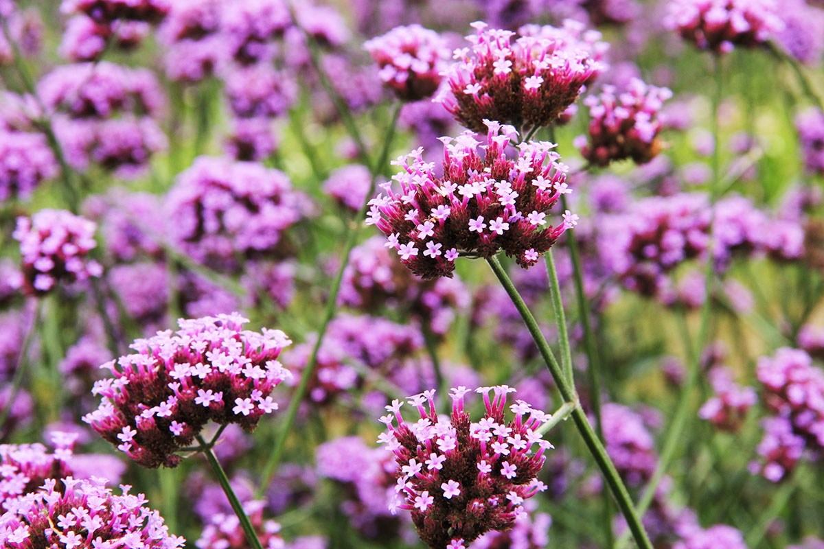Verbena buenarensis