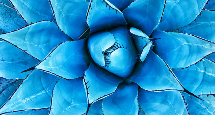 agave