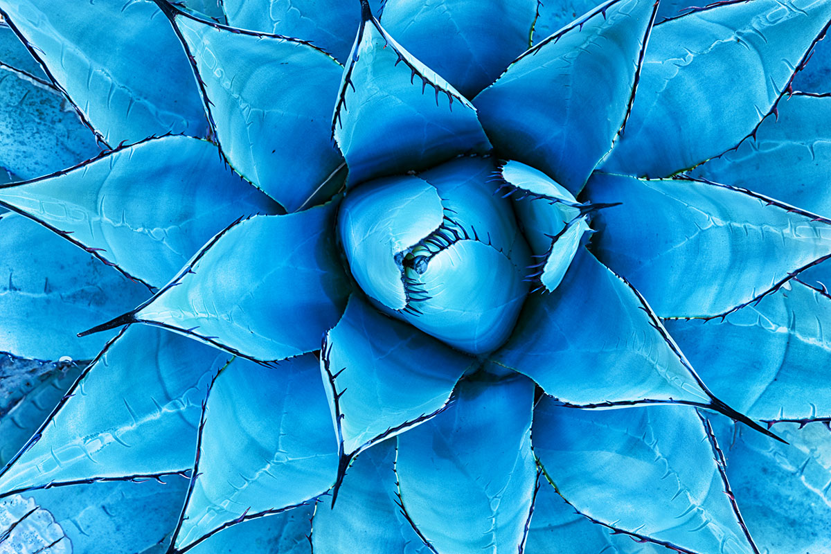 agave