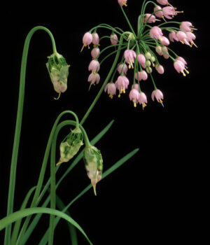 allium cernuum - Michel VIARD -Edit aulx d'ornement - Allium cernuum