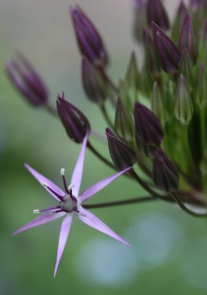 Allium christophii - JonnyNation -Edit aulx d'ornement - Allium christophii