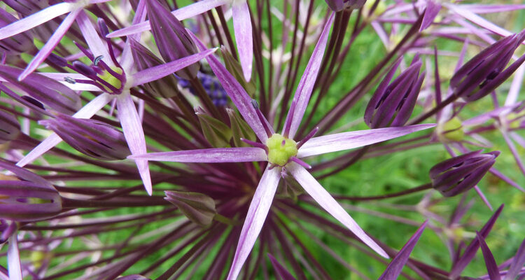 aulx d'ornement - Allium christophii