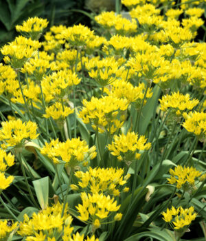 Allium moly ©Emer1940 aulx d'ornement - Allium moly