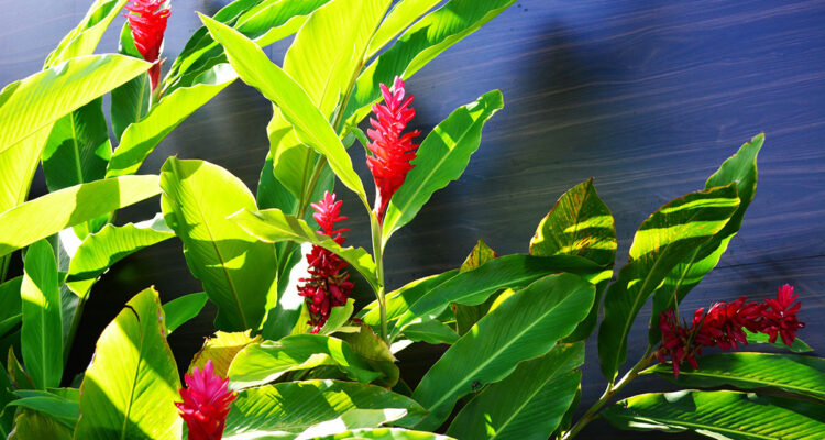 alpinia