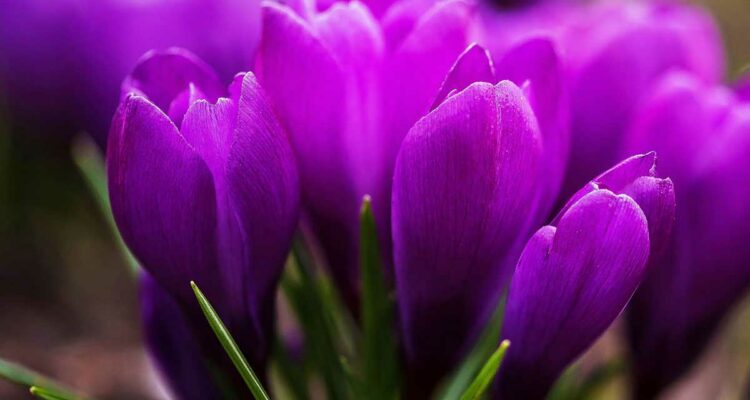 Crocus